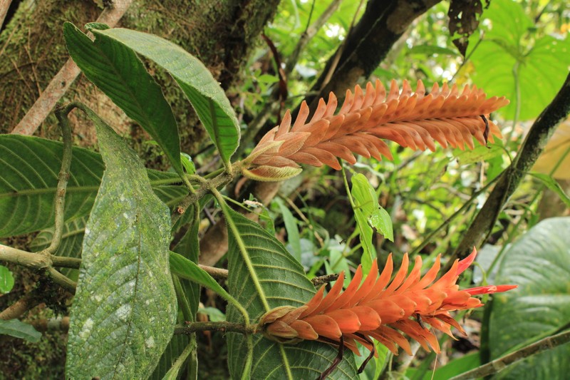 Aphelandra trichota