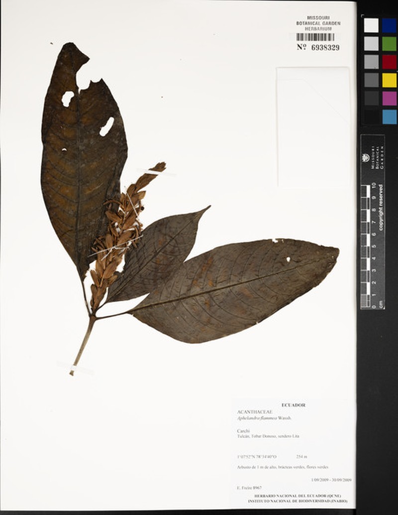 Aphelandra vitellina