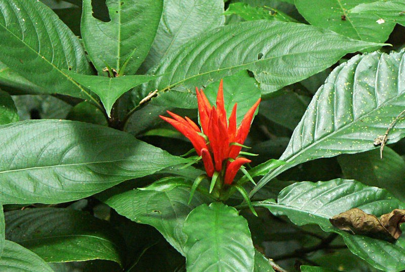 Aphelandra wendtii