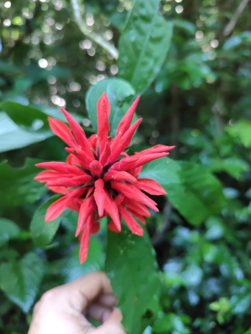 Aphelandra wendtii photo 2