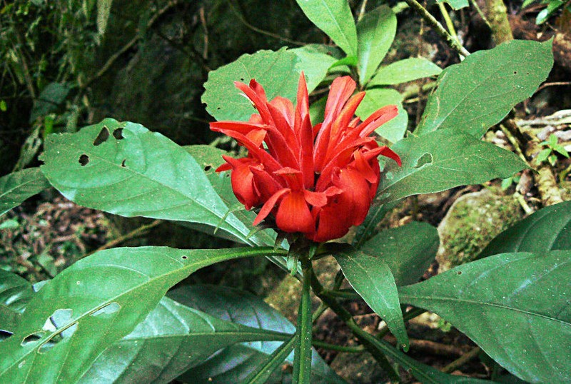 Aphelandra wendtii photo 3