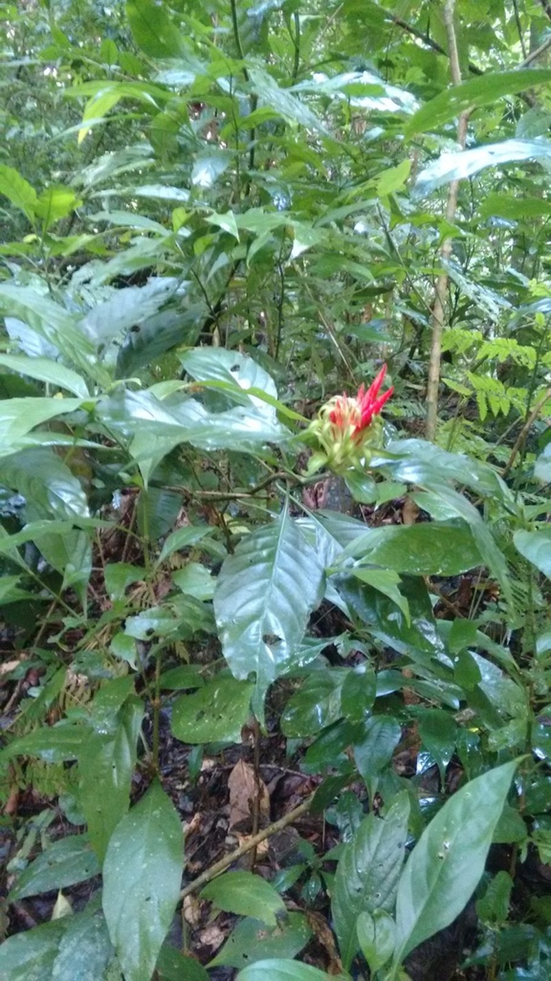 Aphelandra wendtii photo 4