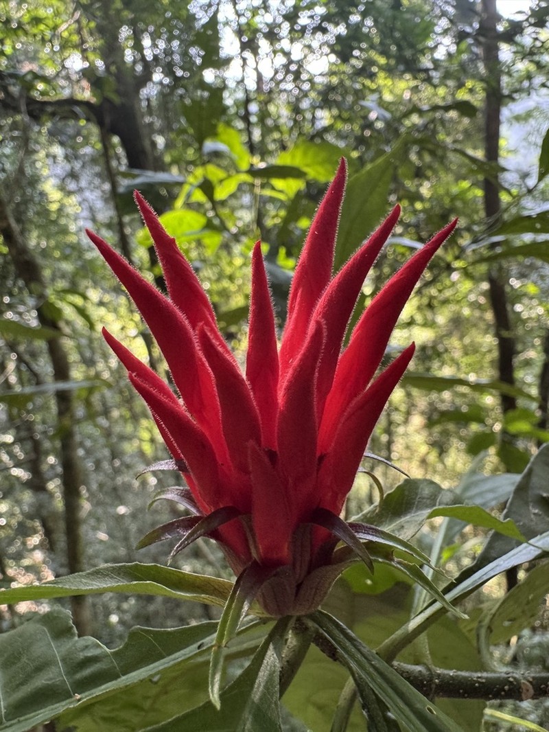 Aphelandra wendtii photo 5