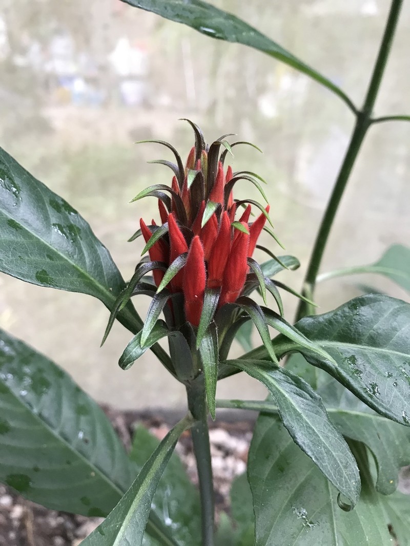 Aphelandra wendtii photo 6