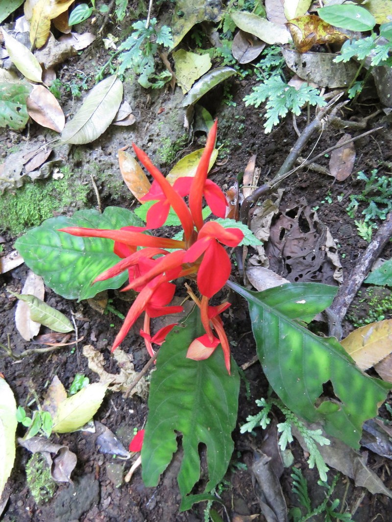 Aphelandra wendtii photo 8