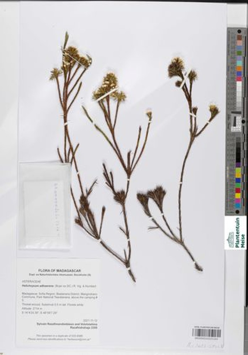 Aphelexis adhaerens photo 2