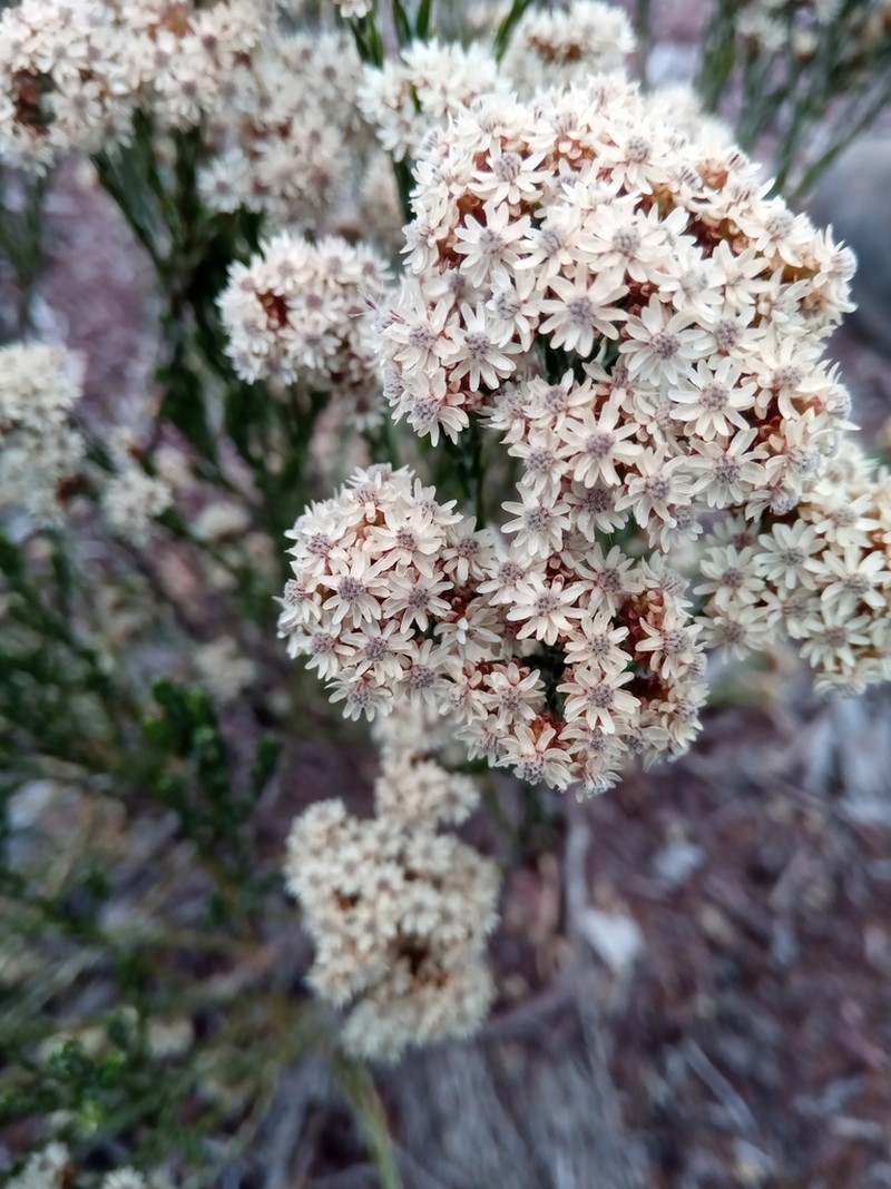 Aphelexis adhaerens