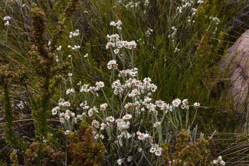 Aphelexis adhaerens photo 4
