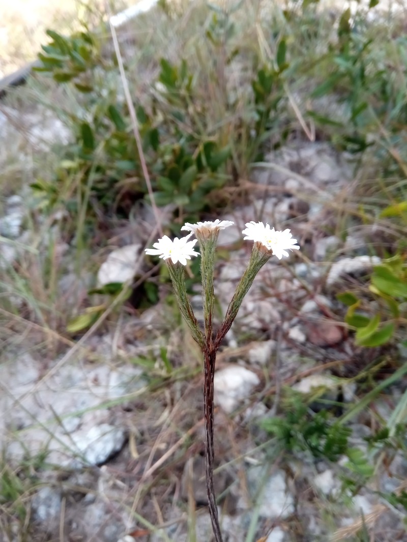 Aphelexis candollei