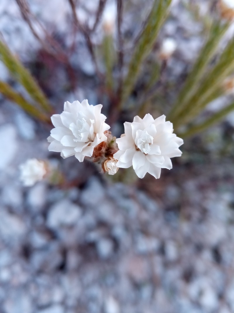 Aphelexis candollei photo 2