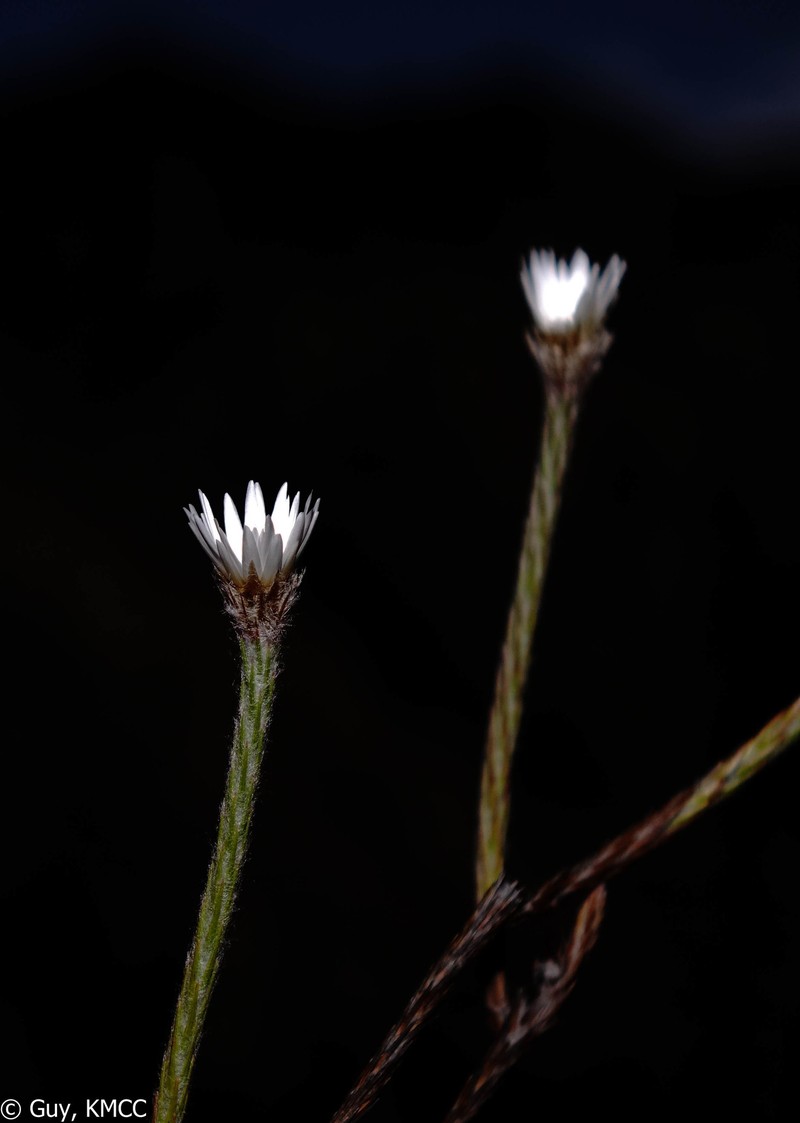 Aphelexis candollei photo 4