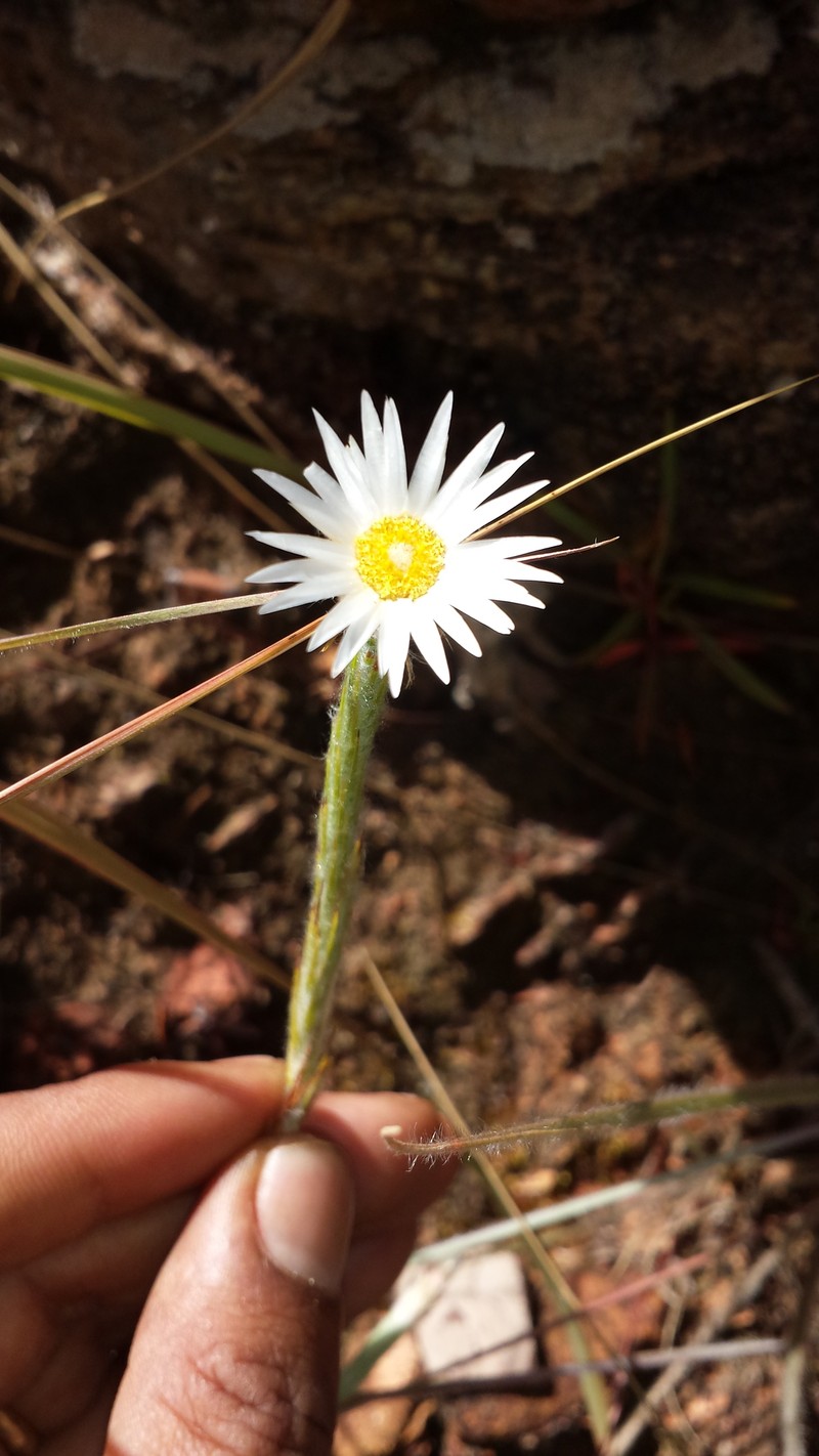 Aphelexis candollei photo 5