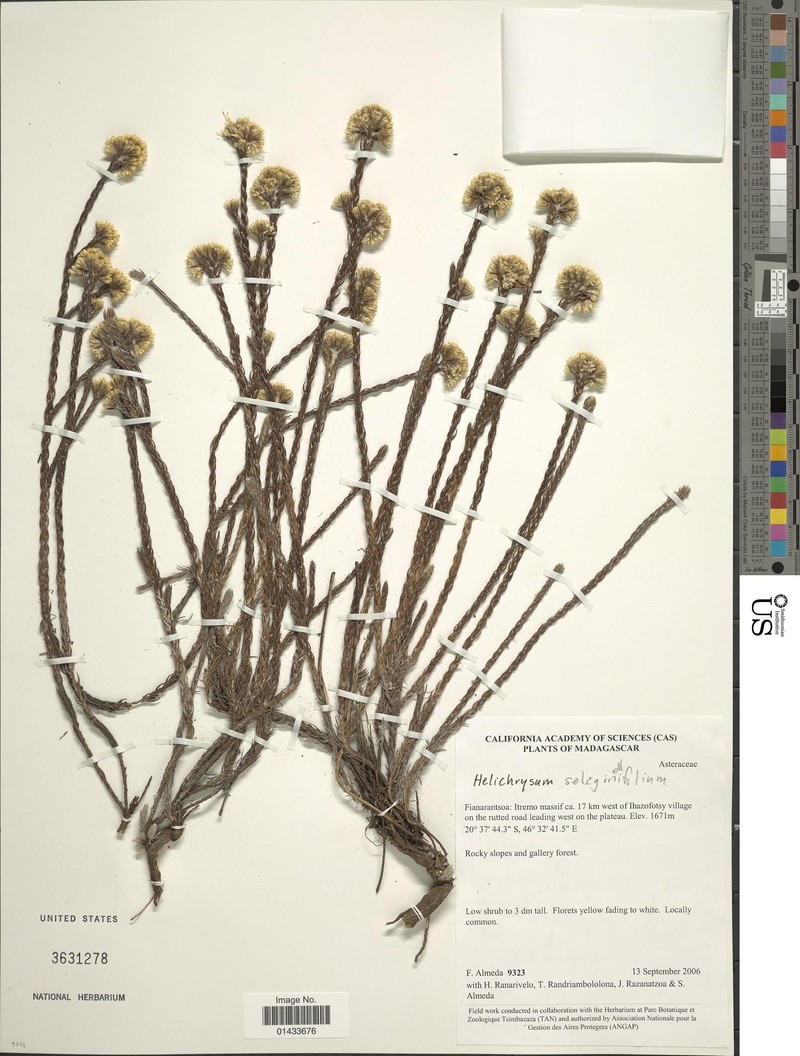 Aphelexis selaginifolia photo 2
