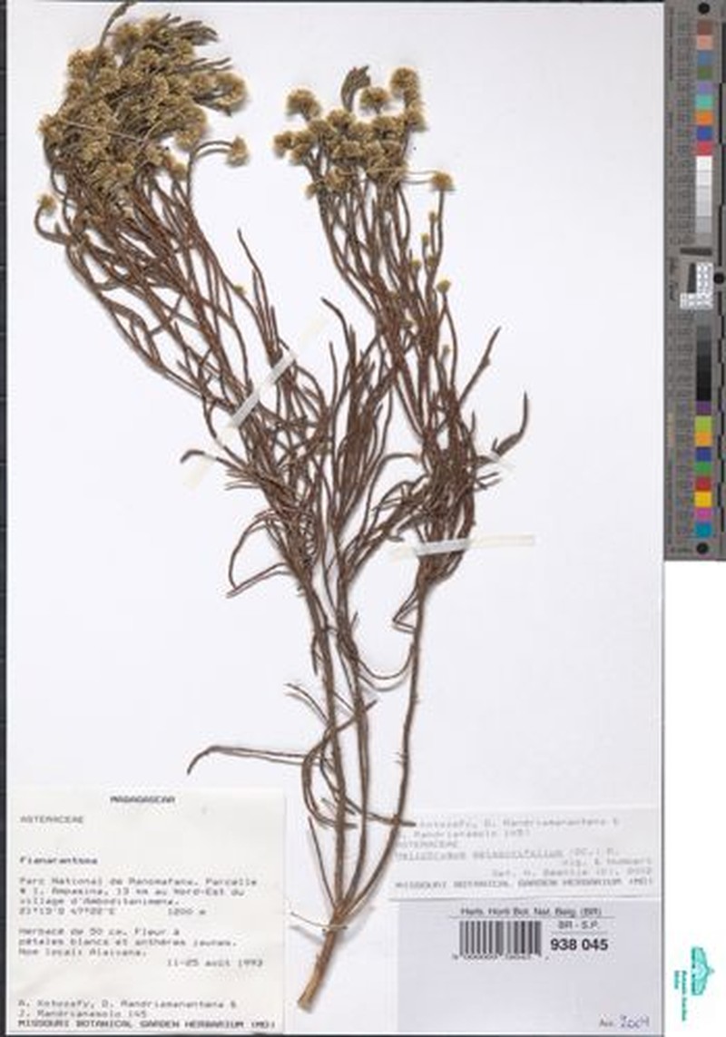Aphelexis selaginifolia