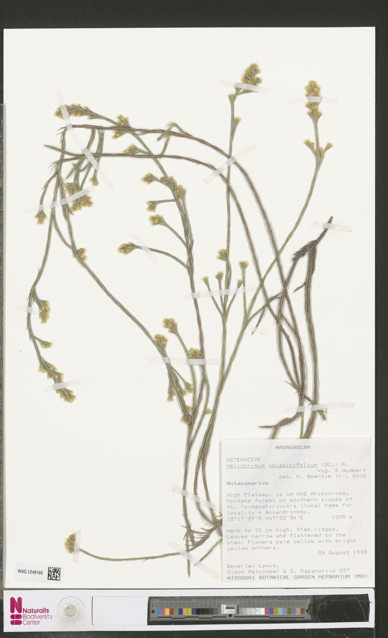 Aphelexis selaginifolia photo 2
