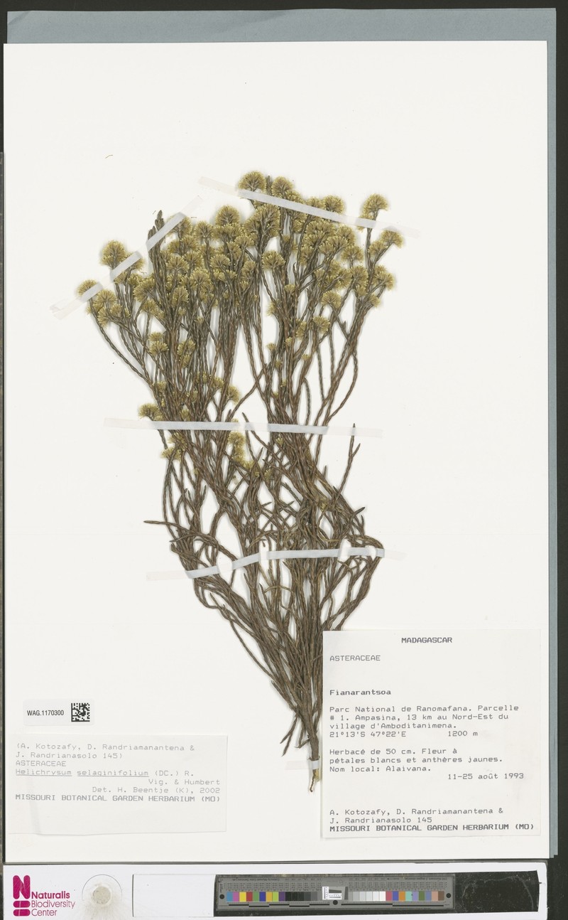 Aphelexis selaginifolia photo 3