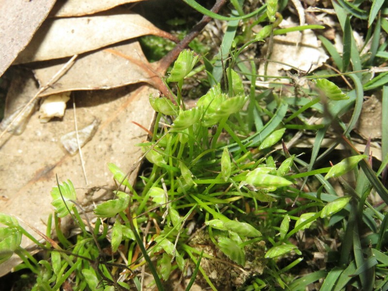 Aphelia brizula