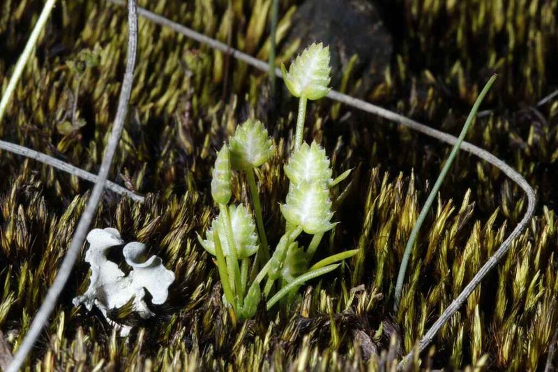 Aphelia brizula photo 3