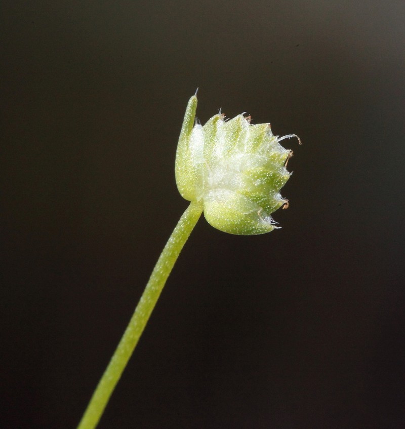 Aphelia brizula photo 4