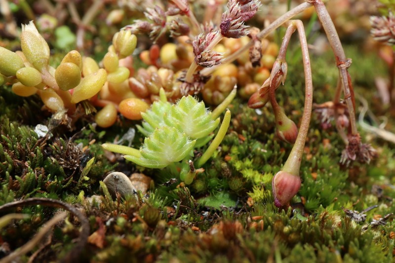 Aphelia brizula photo 5