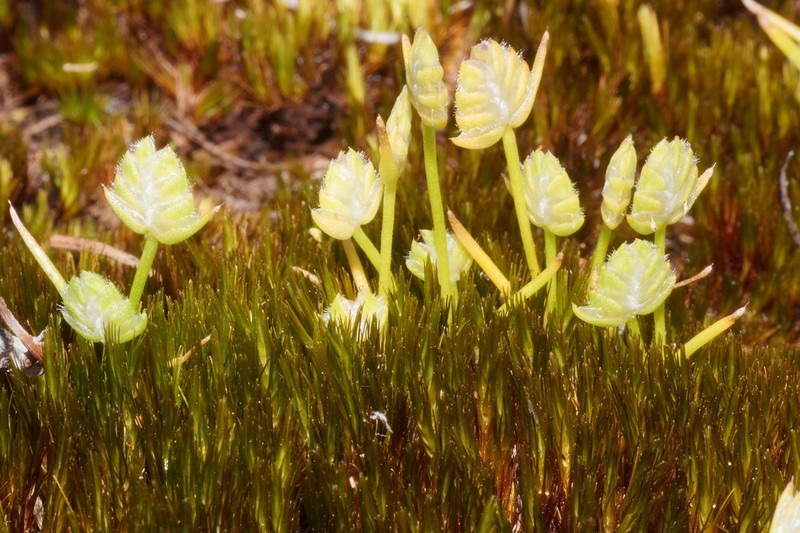 Aphelia brizula photo 6