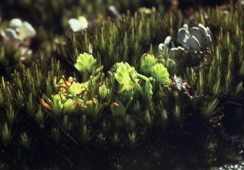 Aphelia brizula photo 7