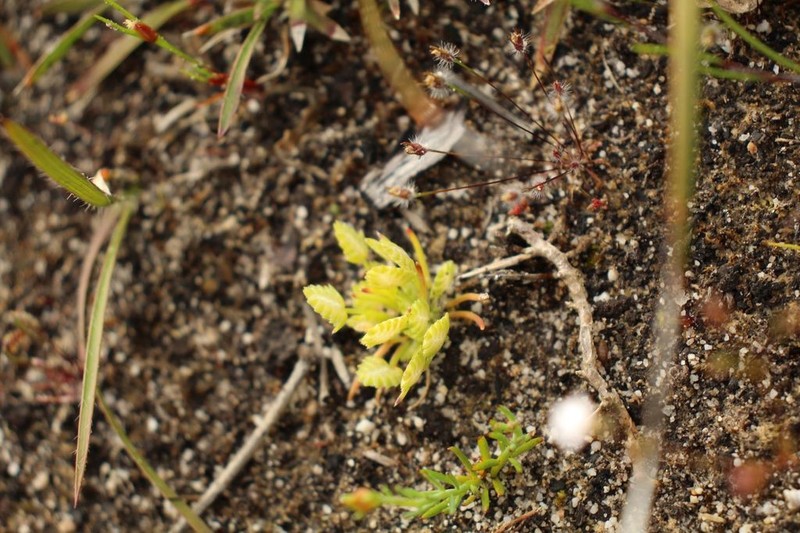 Aphelia brizula photo 8