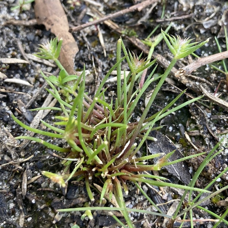 Aphelia cyperoides