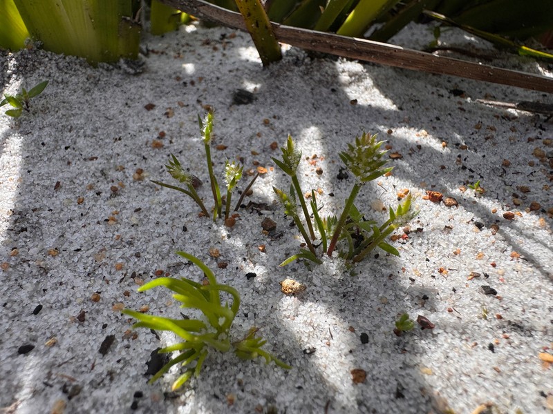 Aphelia cyperoides photo 2