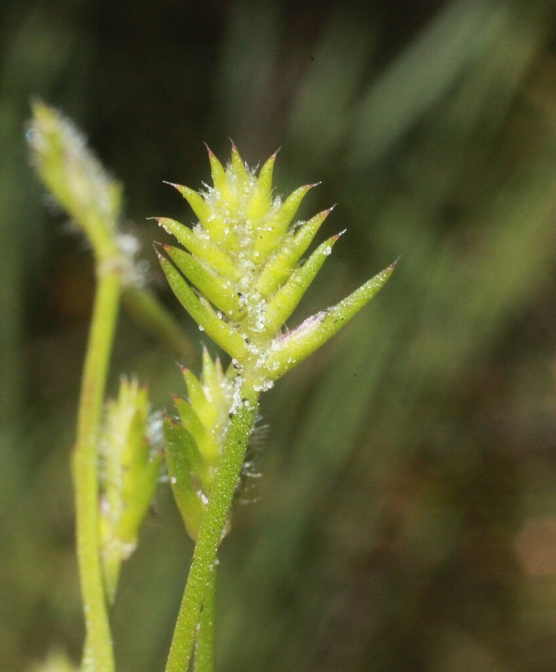 Aphelia cyperoides photo 3