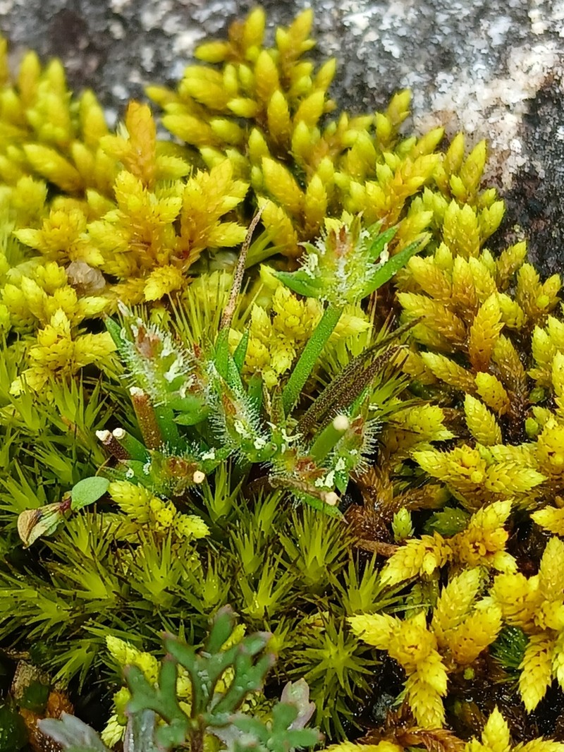 Aphelia cyperoides photo 4