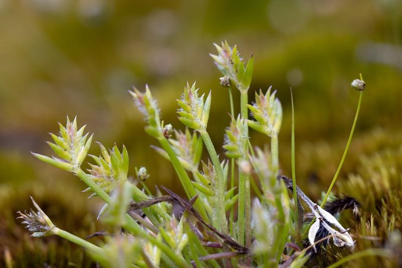 Aphelia cyperoides photo 5