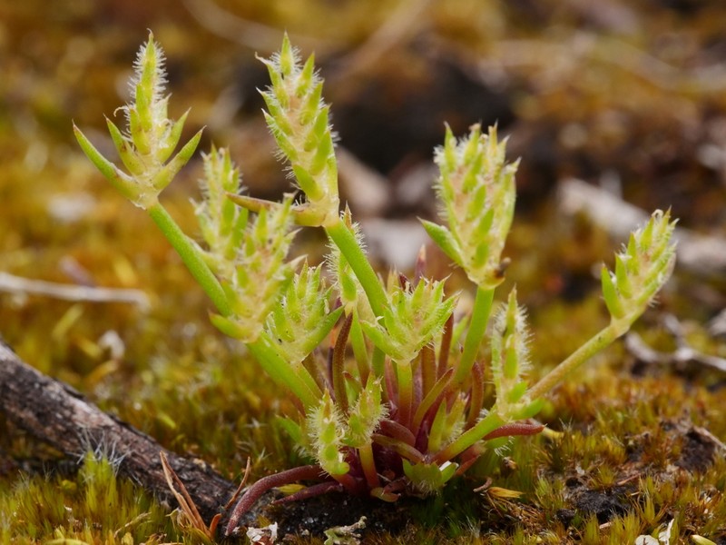 Aphelia cyperoides photo 6