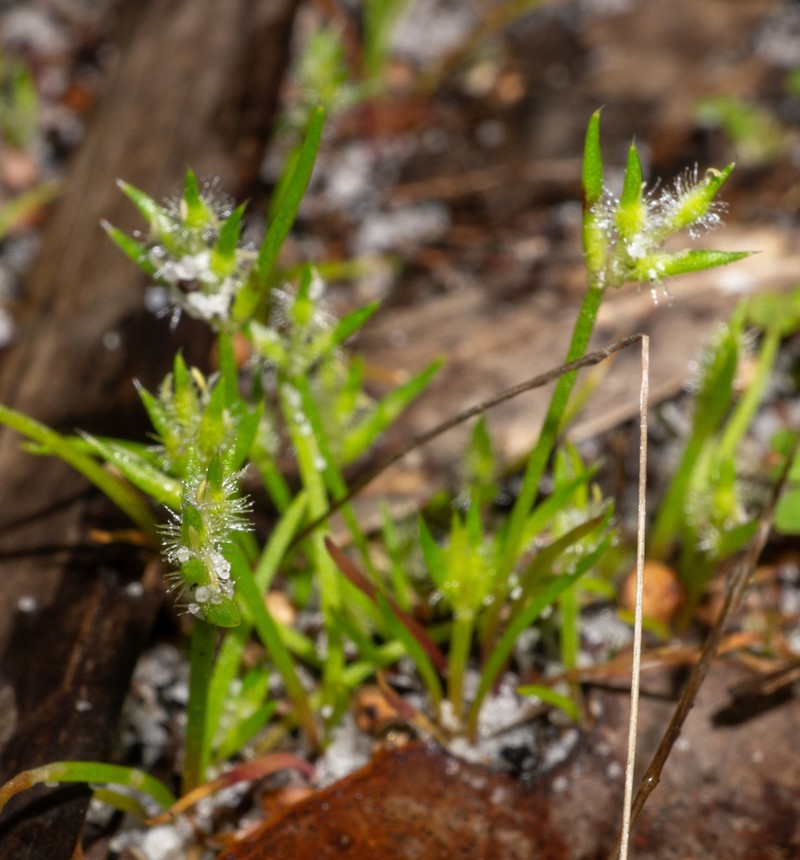 Aphelia cyperoides photo 8
