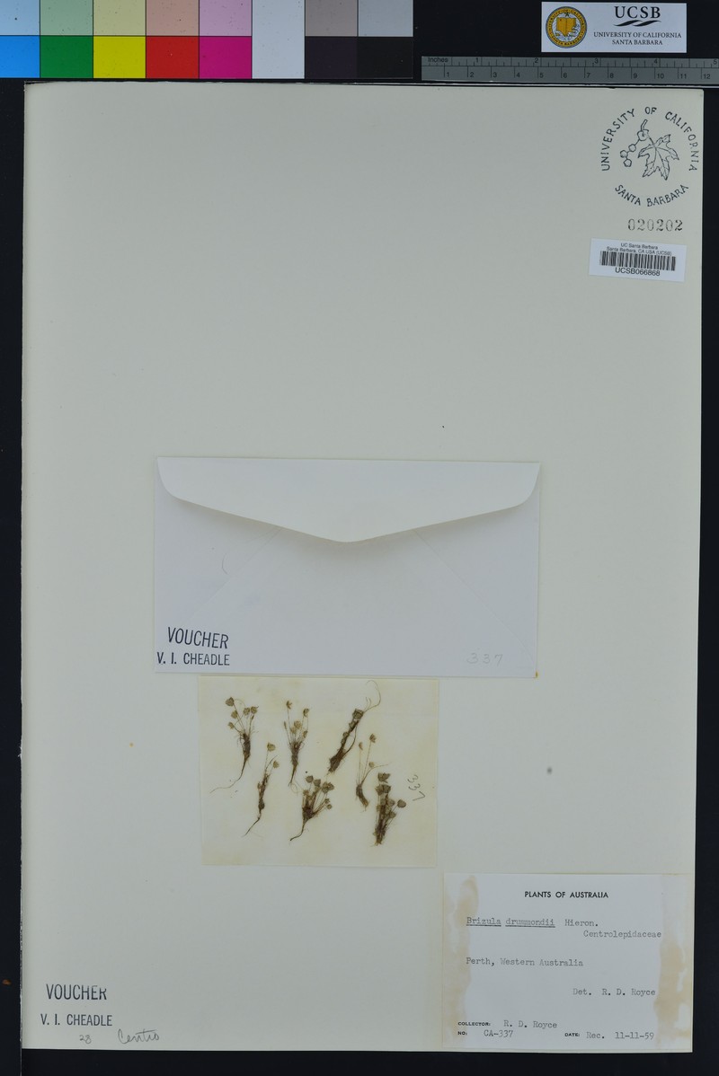 Aphelia drummondii photo 2