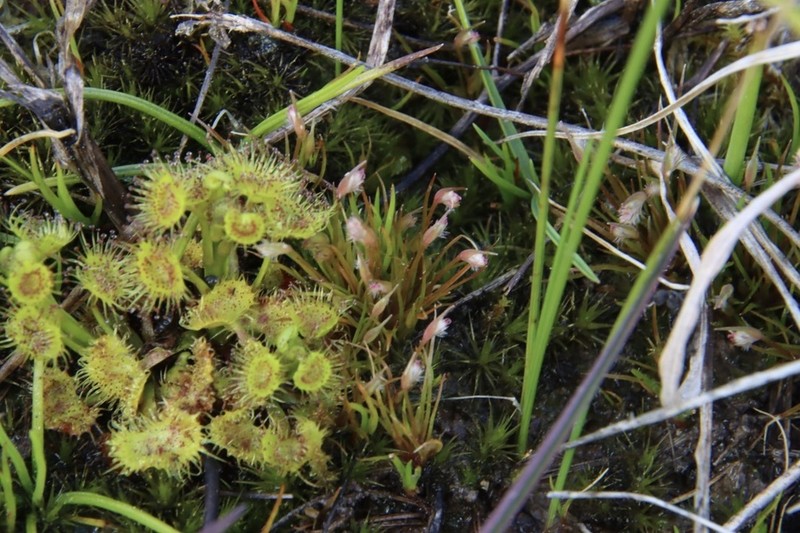 Aphelia gracilis photo 2