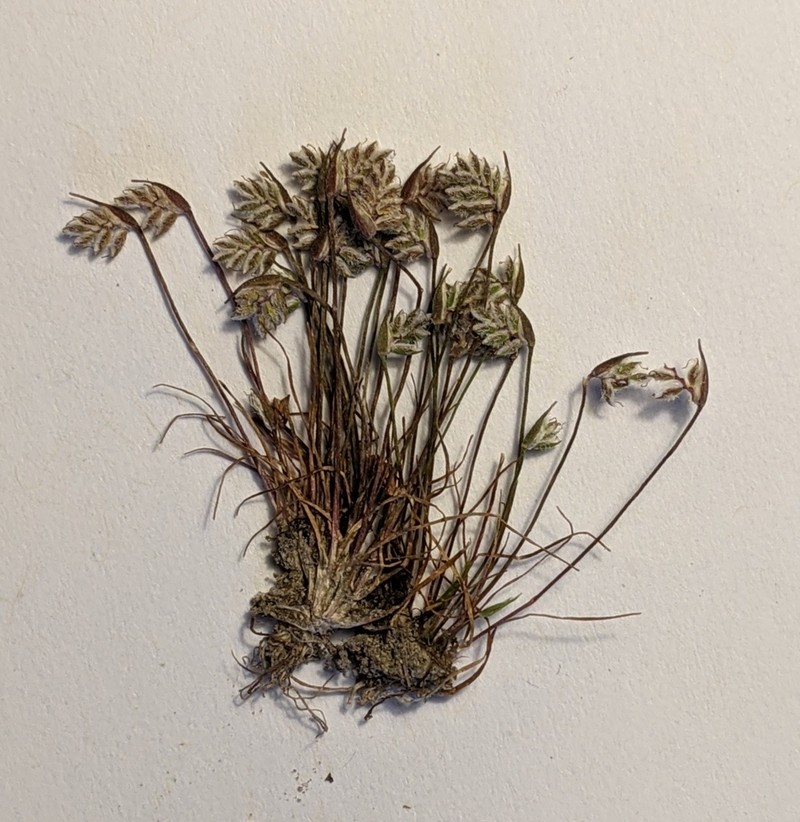 Aphelia gracilis photo 3