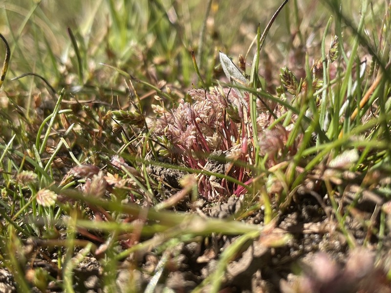 Aphelia gracilis photo 4