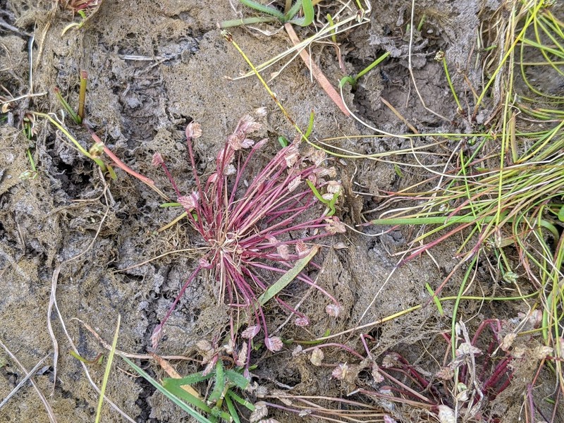 Aphelia gracilis photo 5