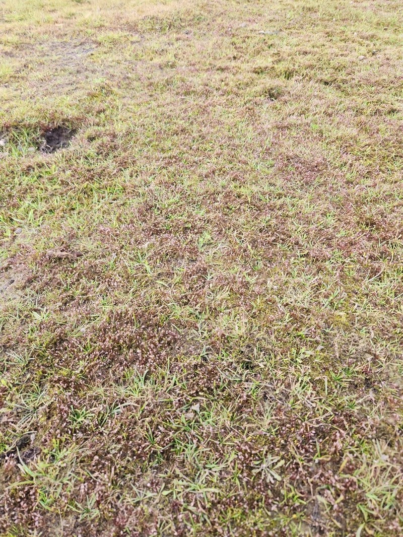Aphelia gracilis photo 6