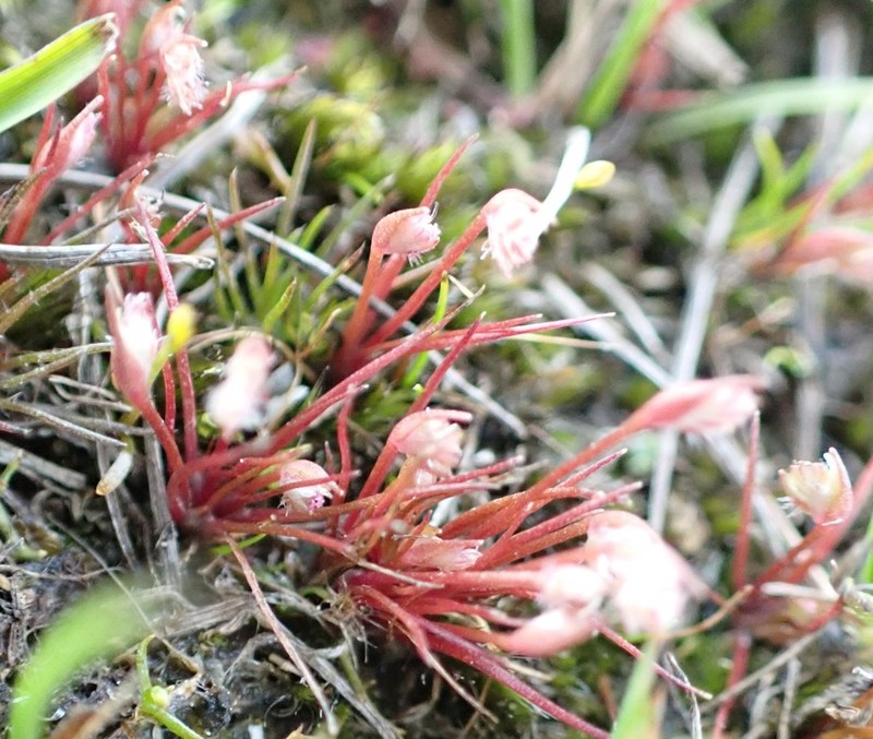Aphelia gracilis photo 7