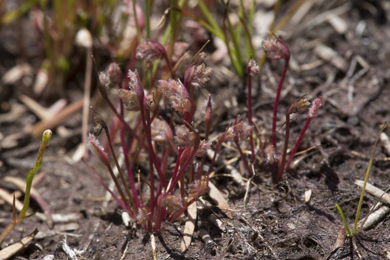 Aphelia gracilis photo 8
