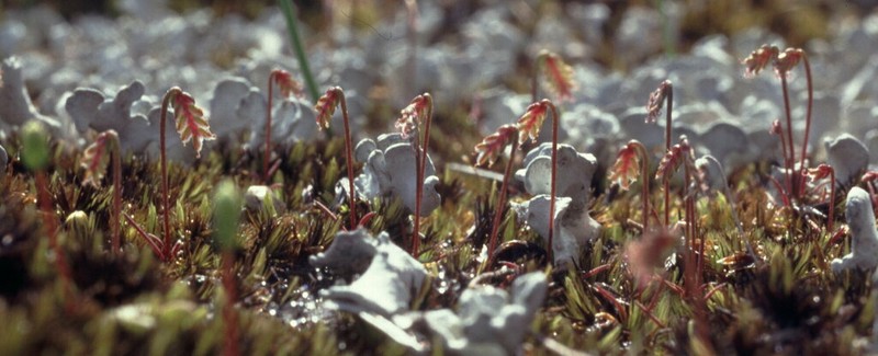 Aphelia nutans photo 3