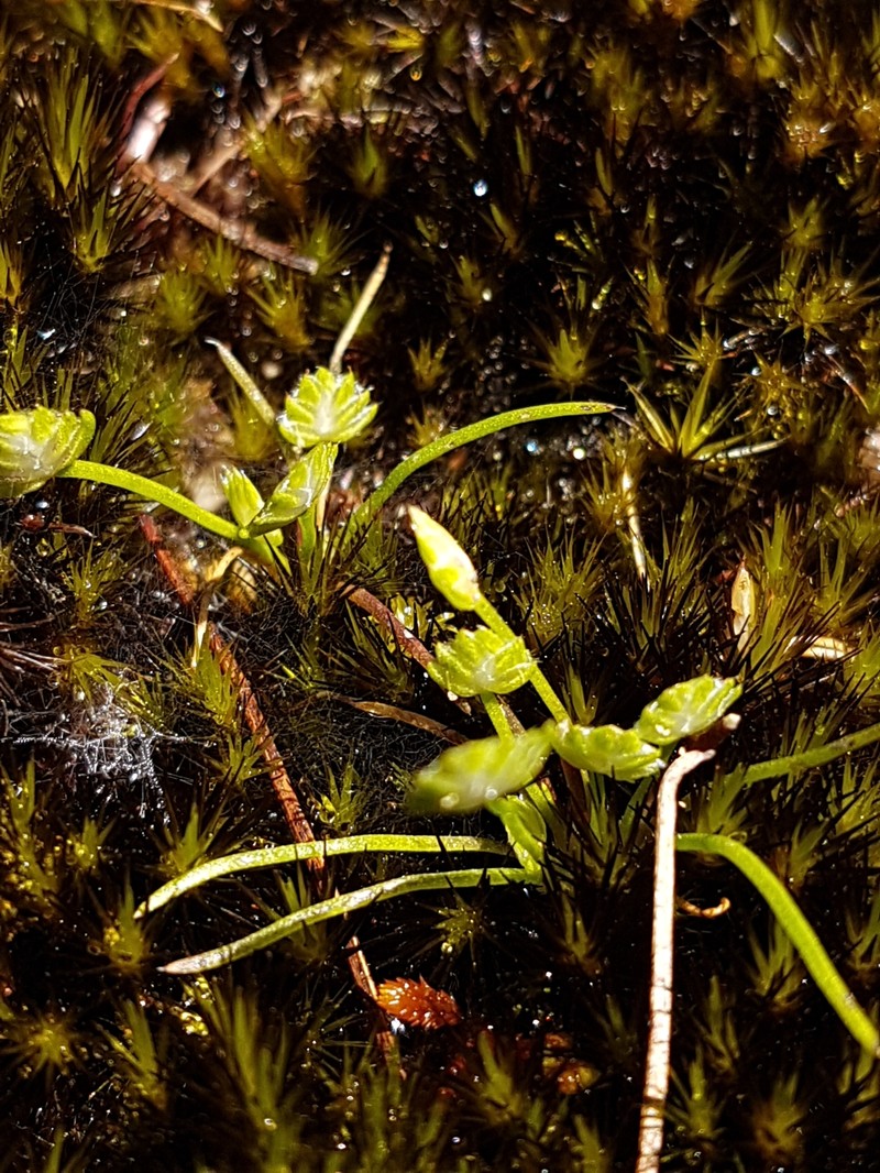 Aphelia nutans photo 4