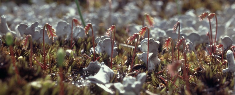 Aphelia nutans photo 5