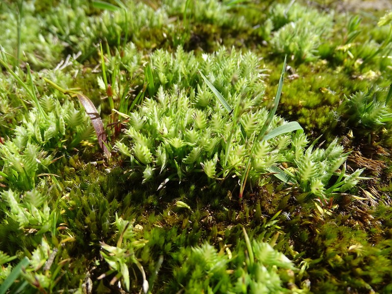 Aphelia pumilio