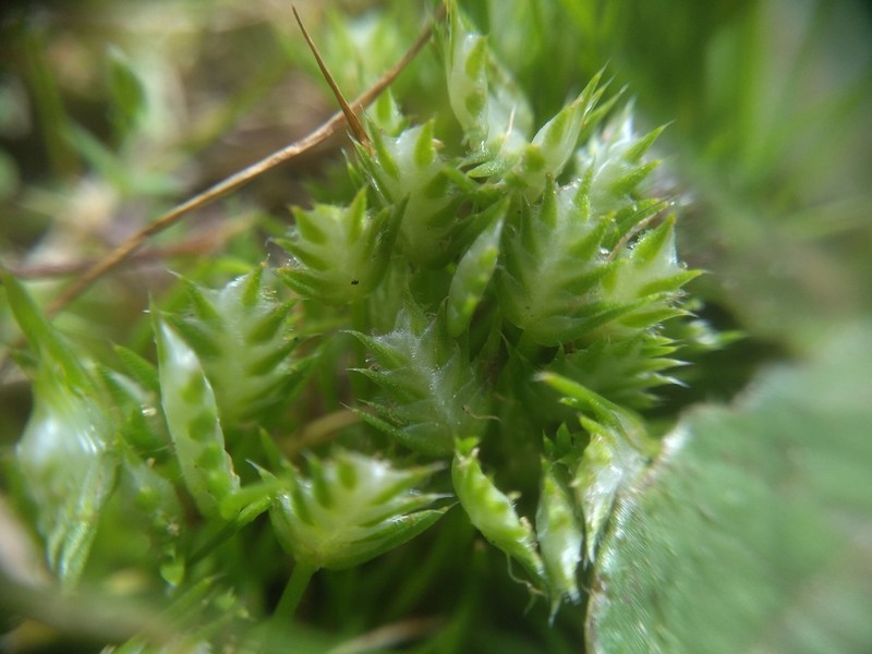 Aphelia pumilio photo 2