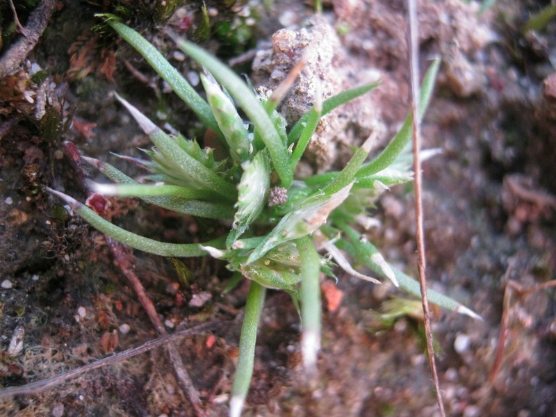 Aphelia pumilio photo 3