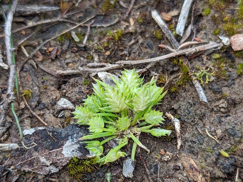 Aphelia pumilio photo 4