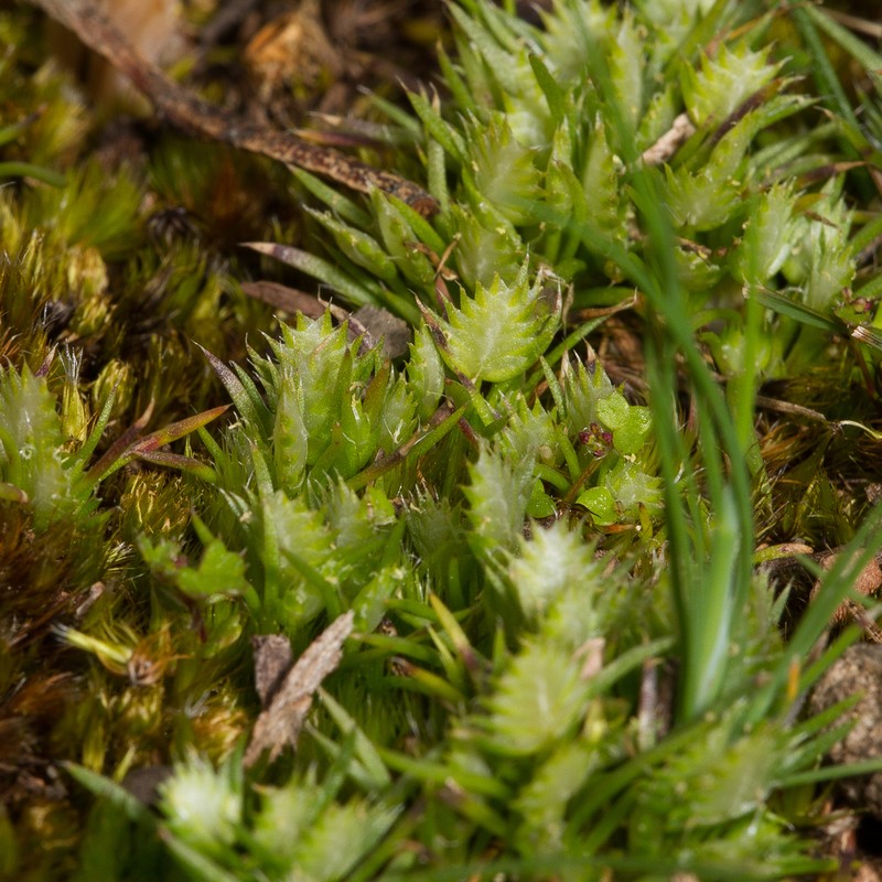 Aphelia pumilio photo 5